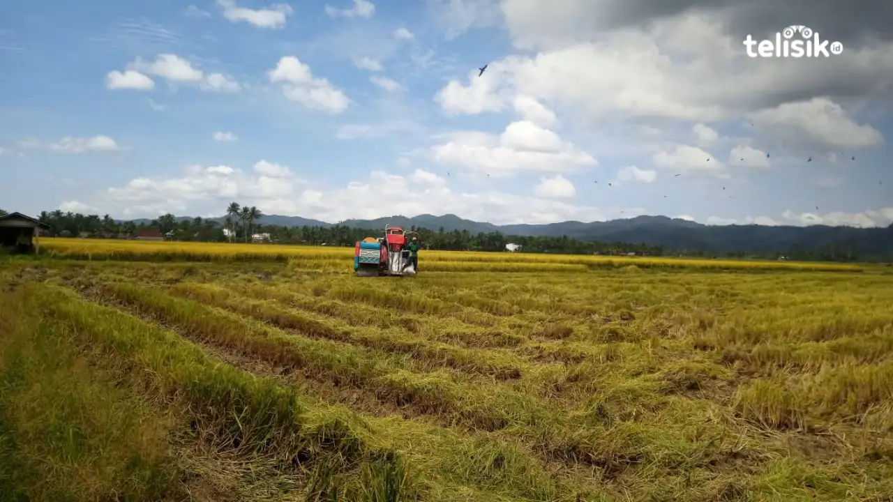 Sawah di Lalembuu Hasilkan Ribuan Ton Padi Sekali Panen, Harga Anjlok karena Jalan Rusak