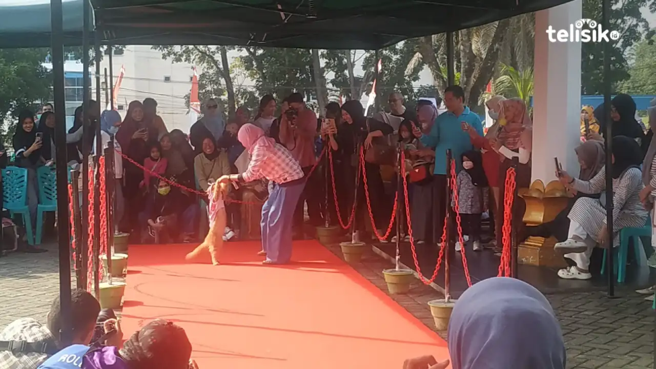 Serba Serbi Tingkah Lucu Kucing di Cat Show Piala Gubernur Sulawesi Tenggara