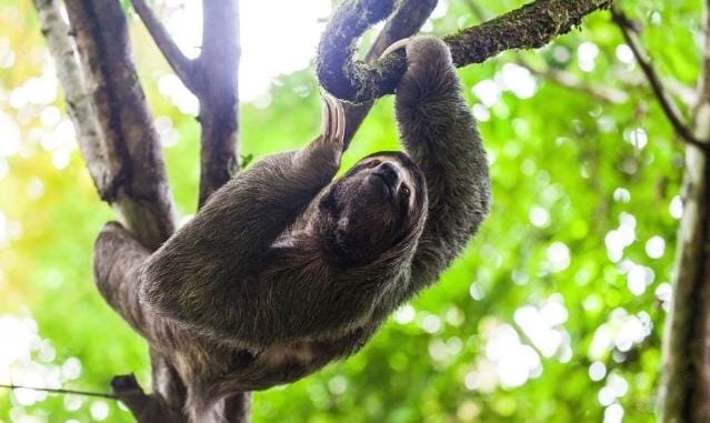 Tak Hanya Manusia, Deretan Hewan Ini Hobi Rebahan 