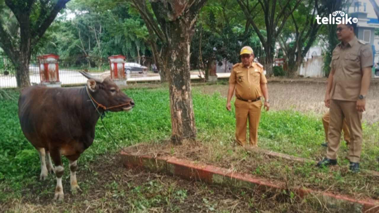 Ali Mazi Kurban Sapi Seberat 300 Kg untuk Masyarakat Kolaka Utara