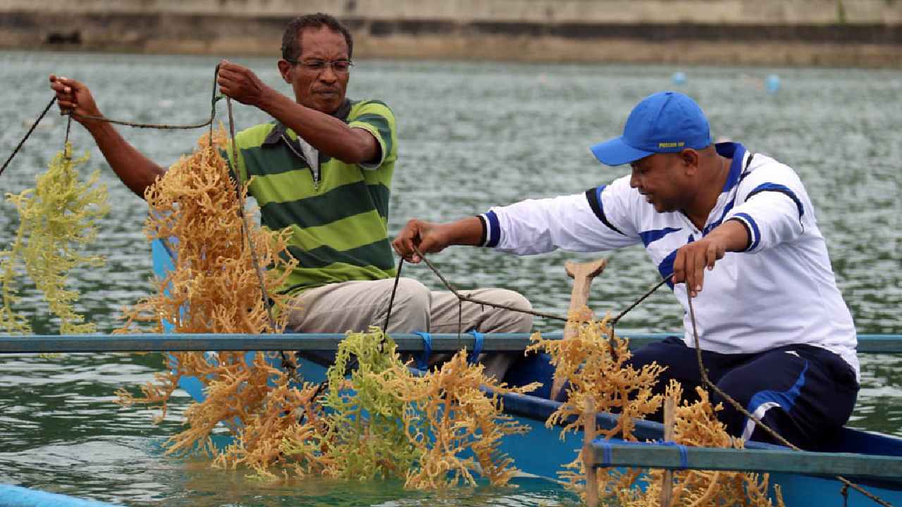 Bupati Wakatobi Hibah Tanah Pribadi untuk Pembangunan Laboratorium Kultur Jaringan Rumput Laut, Ini Kata Pembudidaya