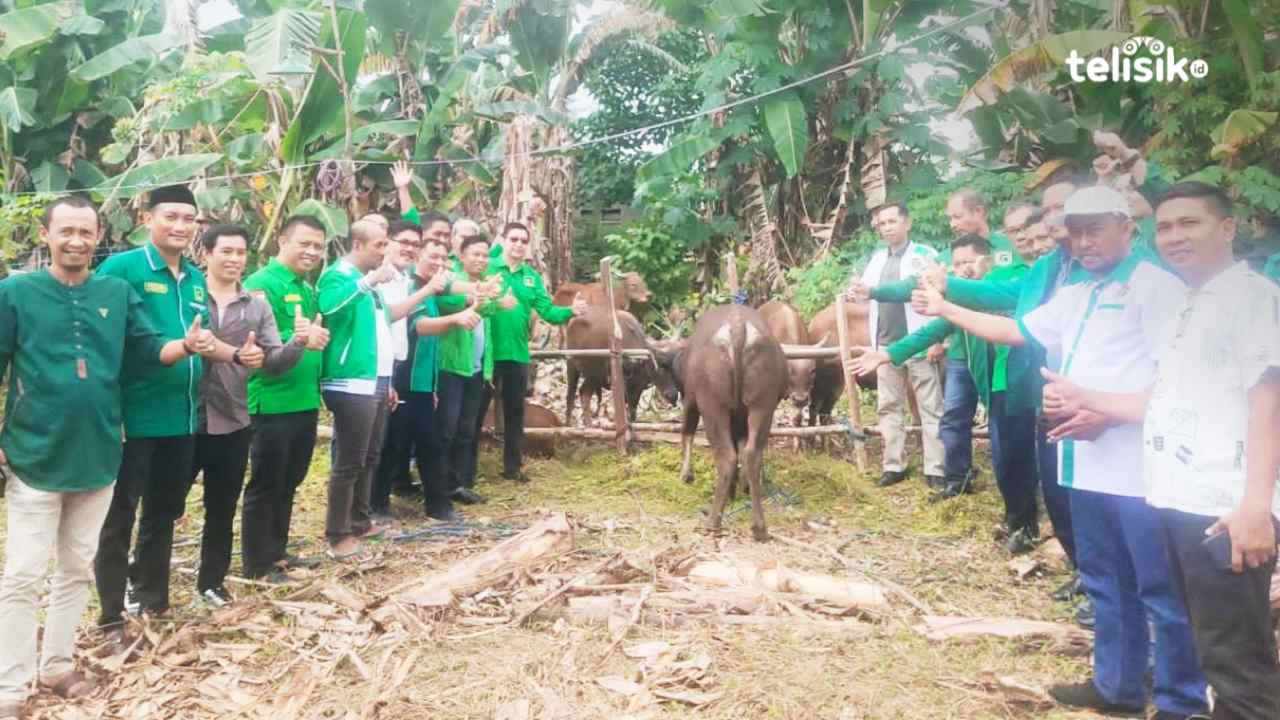 DPW PPP Sulawesi Tenggara Bagi Sapi Kurban ke Seluruh DPC, Warga juga Kebagian