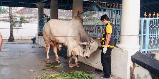 Ini Syarat dan Kriteria Hewan Kurban yang Sah