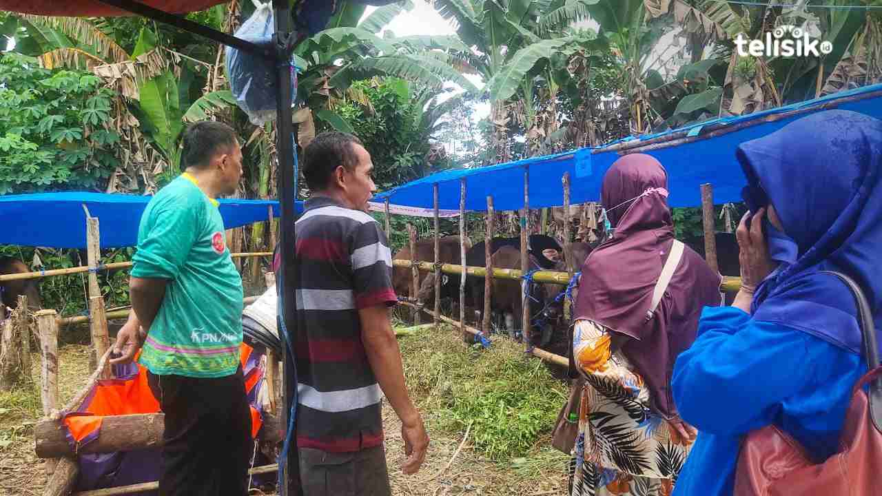 Jumlah Pembeli Sapi Kurban Meningkat Meski Harga Naik