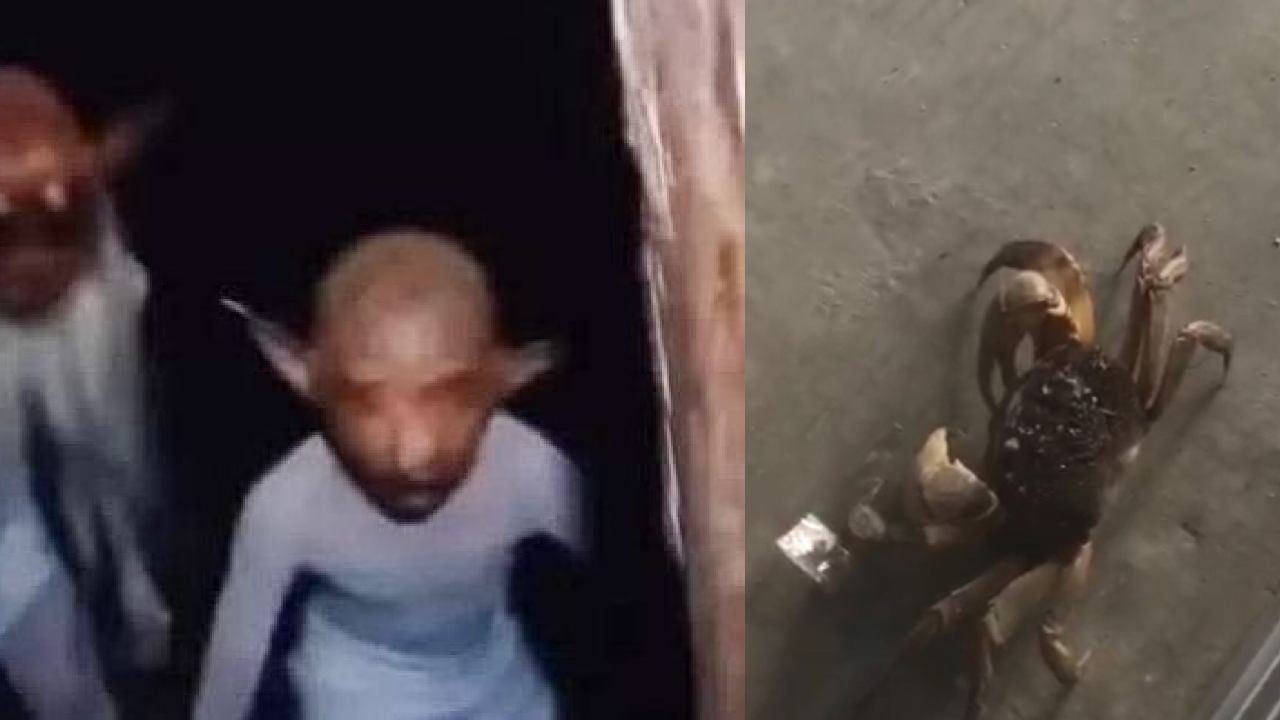 Mistik: Kepiting Masuk Kios Pertanda Ada Tuyul di Sekitar Kita