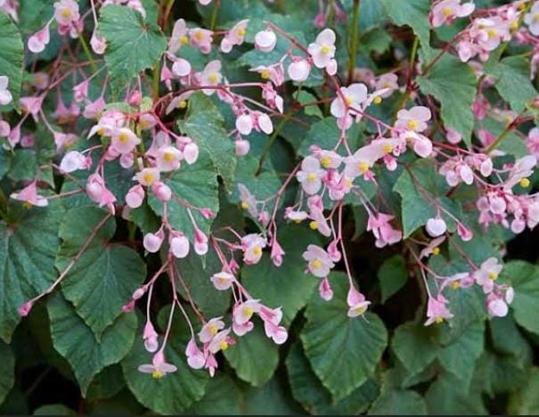 Tanaman Hias yang Cocok Ditempatkan di Jendela