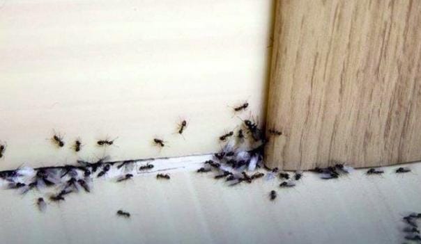 Usir Semut dari Rumah dengan Cara Ini