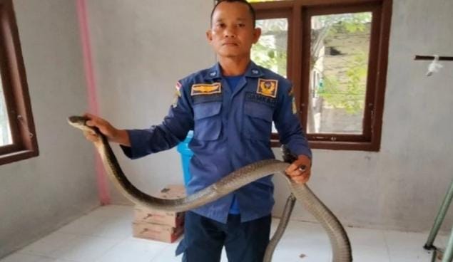 Wasapada Musim Hujan, 4 Kebiasaan Ini Bisa Bikin Ular Masuk Rumah