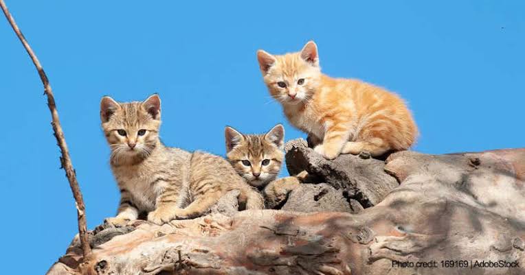 Australia Bakal Basmi Kucing Liar dengan Racun