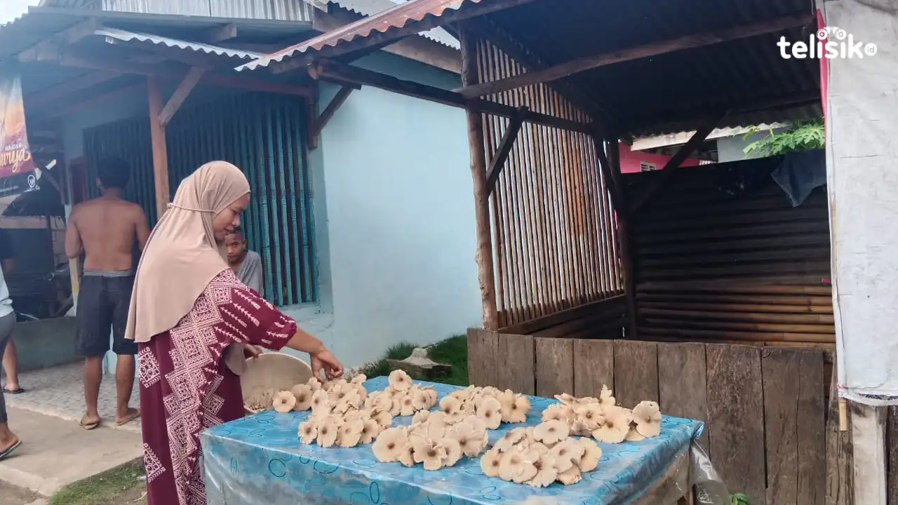 Berkah Musim Penghujan, Warga Kabupaten Buton jadi Petani Jamur Dadakan