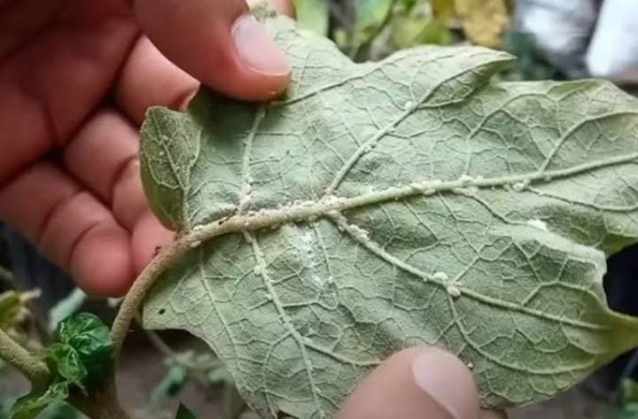 Cara Basmi Kutu Tanaman dengan Bahan Alami