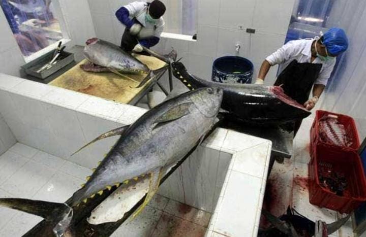 Ini Alasan Ikan Tuna di Jepang Lebih Mahal Ketimbang di Indonesia