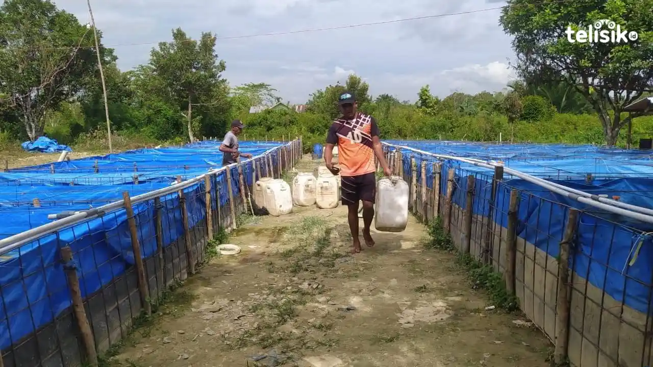 Pemuda Ini Sukses Budidaya Lele, Ajak Anak Muda Tidak Gengsi jadi Pembudidaya