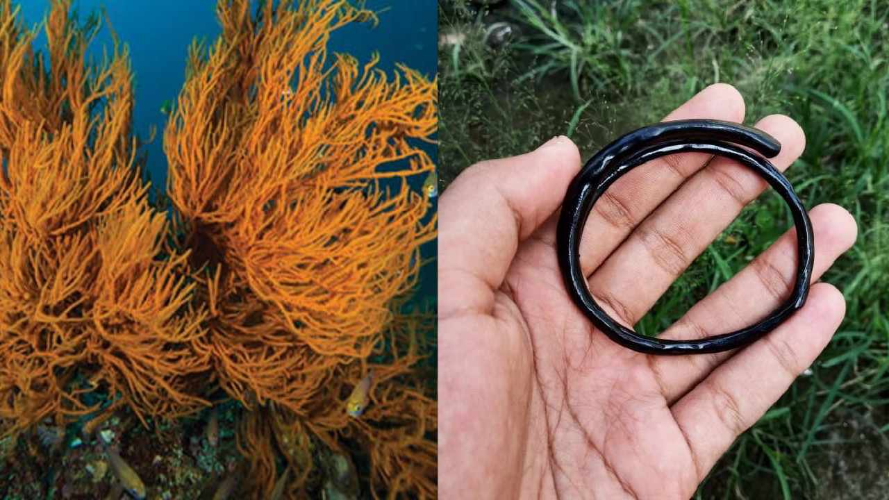 Status Dilindungi, Karang Wakatobi Ini Diburu Warga untuk Perhiasan  