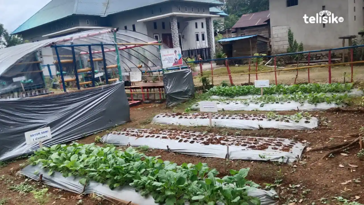 Turunkan Angka Stunting, Warga Wolowa Buton Manfaatkan Lahan Pekarangan Tanam Sayur dan Toga