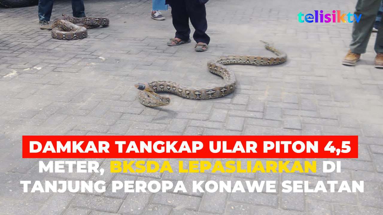 Video: Damkar Tangkap Ular Piton 4,5 Meter, BKSDA Lepasliarkan di Tanjung Peropa Konawe Selatan
