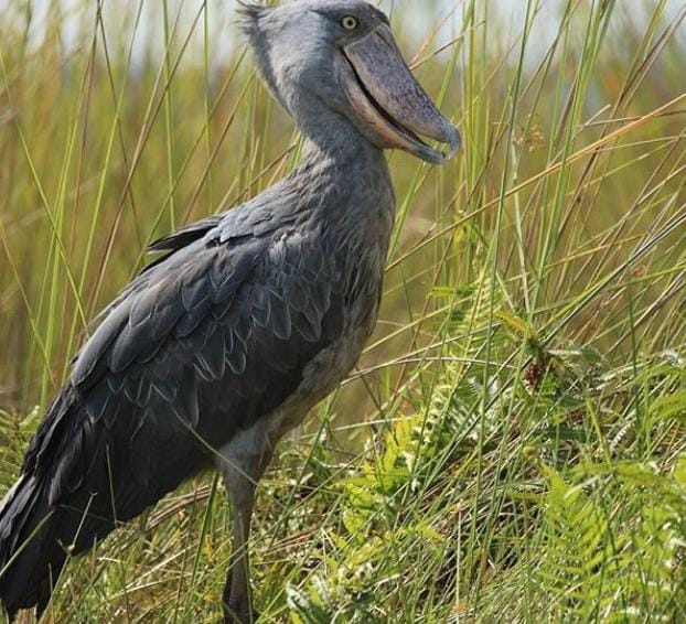 Deretan Fakta Burung Shoebill, Miliki Paruh Berbentuk Sepatu