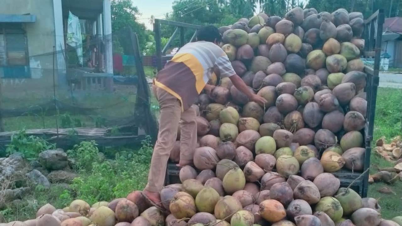 Dibanding Berhayal Bangun Smelter, Pemkab Kolaka Utara Bisa Kembangkan Potensi Kelapa Dalam 