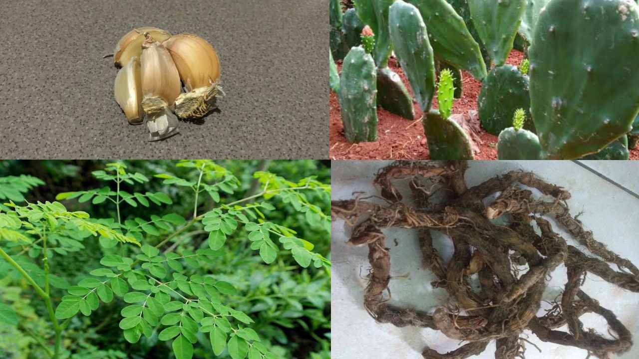 Mistik: Bahan Ini Dipercaya Masyarakat Buton Usir Makhluk Halus pada Bayi