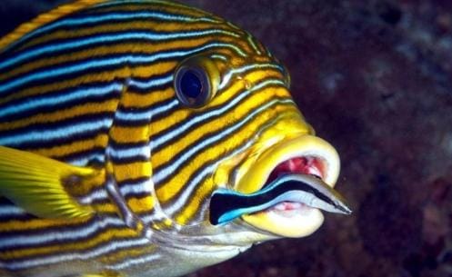 Labroides Dimidiatus, Dokter Bagi Semua Ikan di Laut