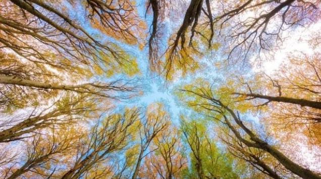 Apakah Tumbuhan juga Bisa Tidur? Berikut Fakta Ilmiahnya