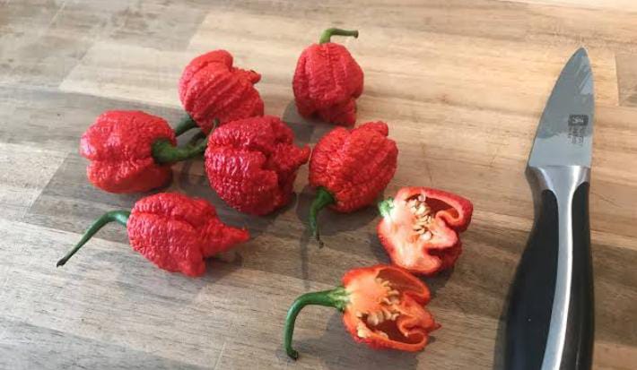 Bukan Cabe Rawit, Ini Cabe Terpedas di Dunia