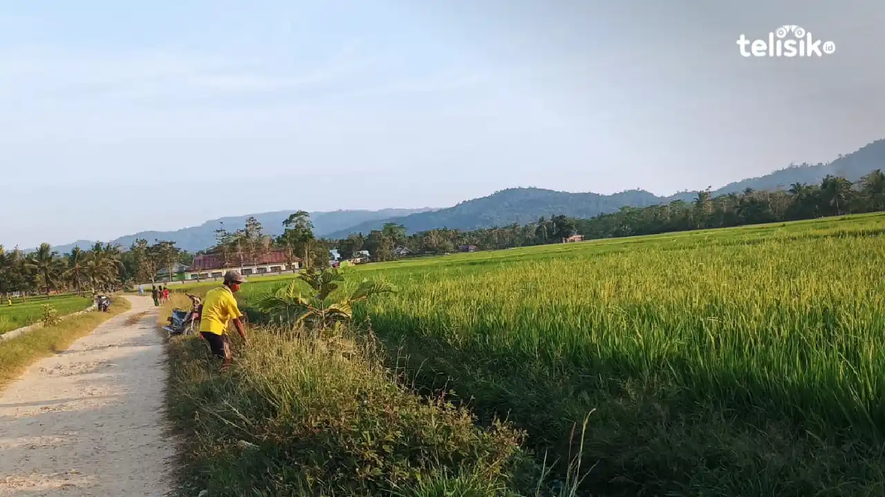Dampak El Nino, Hasil Panen di Konawe Selatan Turun Signifikan
