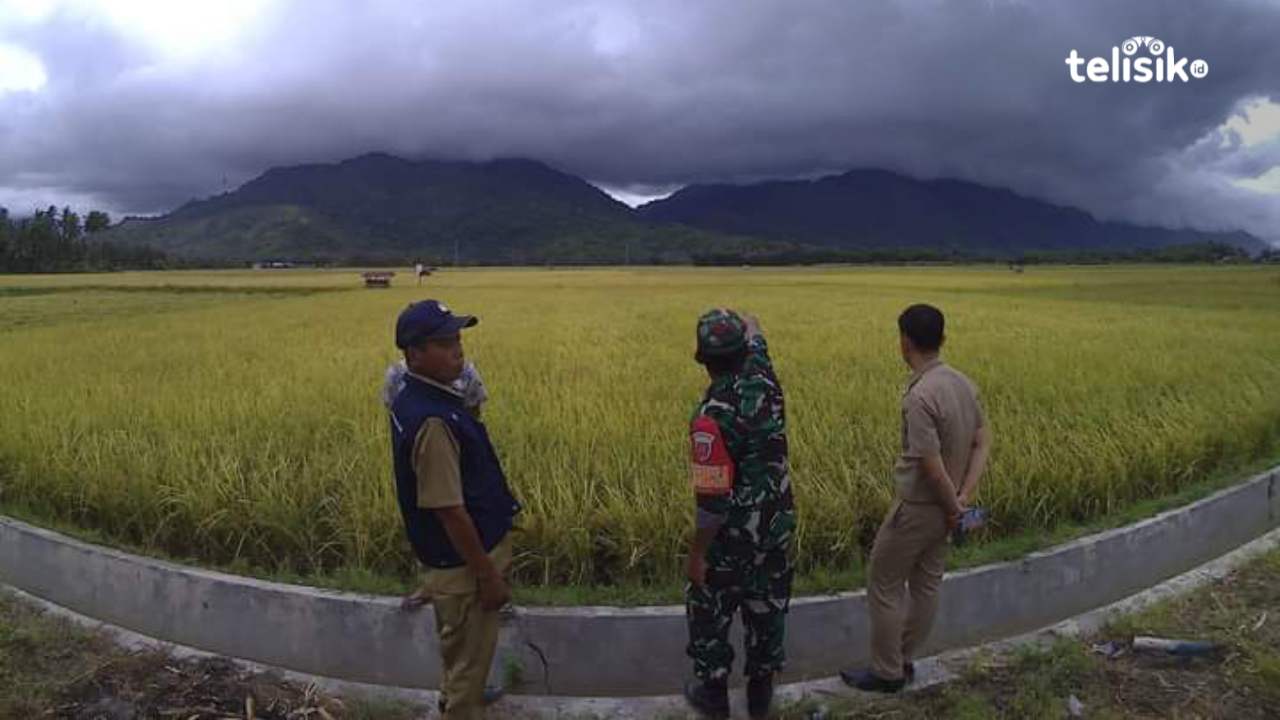 El Nino Tak Berdampak pada Produksi Padi Kolaka Utara