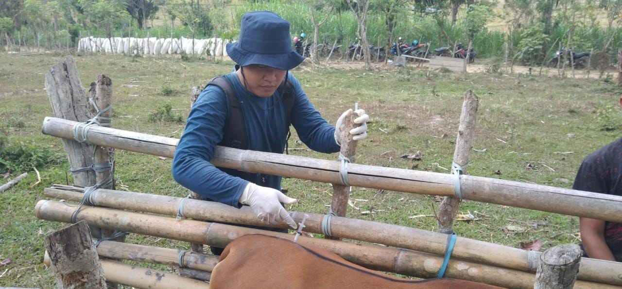 Hewan Ternak di Kolaka Timur Divaksin untuk Kendalikan PMK