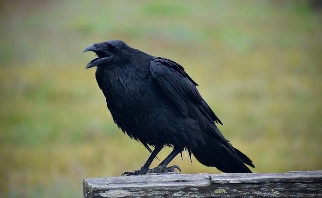 5 Fakta Burung Gagak jadi Burung Cerdas