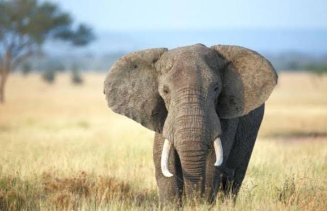 Hewan Mamalia Ini Ternyata Bisa Menstruasi