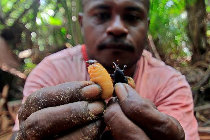 Ulat Sagu Miliki Banyak Manfaat untuk Kesehatan Tubuh
