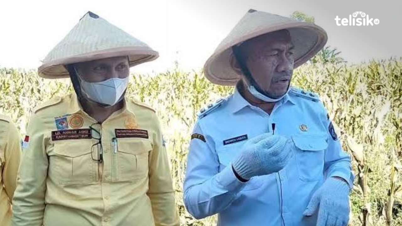 Pejabat di Muna Wajib Tanam Jagung, Pemda Siapkan Dana