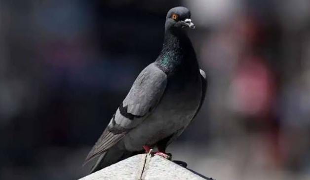 China Dituding Ciptakan Burung Merpati Mata-Mata di India