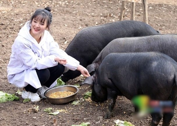 Gelisah Putri Cantiknya Tak Punya Pasangan, Ayah Ini Tawarkan 300 Babi jika Mau Nikahi Anaknya