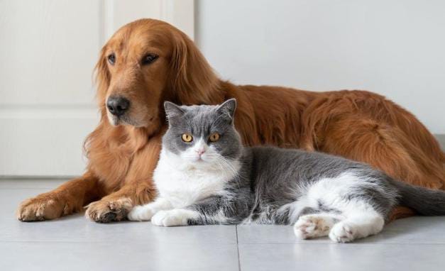 Rejeki Nomplok, Anjing dan Kucing Asal Tingkok Dapat Warisan Rp 44 Miliar