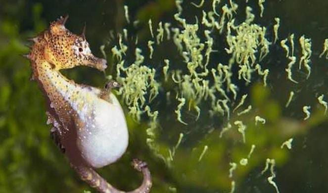 Yalangoch ayollar sut gif Amerikaparast dada porno komikslar