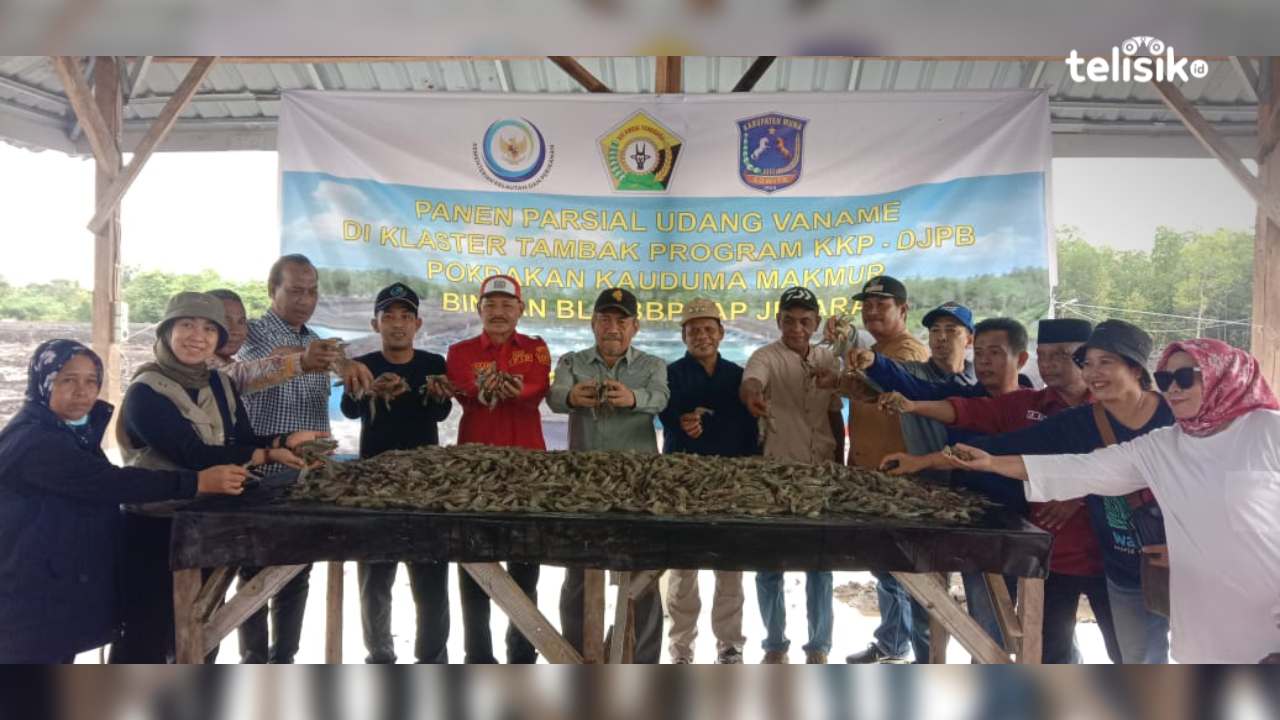 Panen Parsial, Tambak Modern di Langkoroni Muna Hasilkan 8 Ton Udang