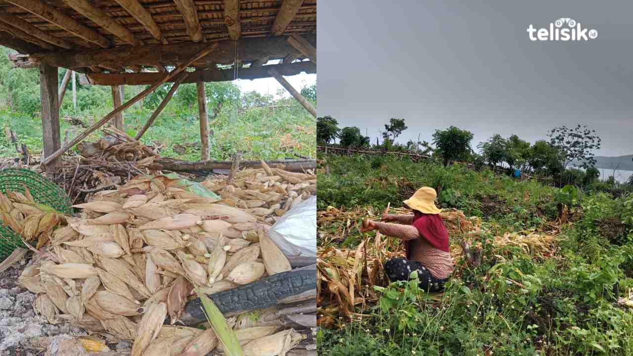 Ulat Grayak Serang Ribuan Tanaman Jagung di Buton Selatan
