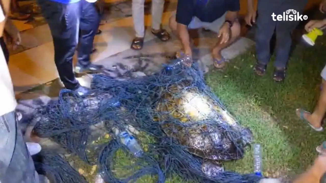 Penyeludupan Satwa Lindung Penyu Hijau Terungkap di Kolam Kotamara Baubau