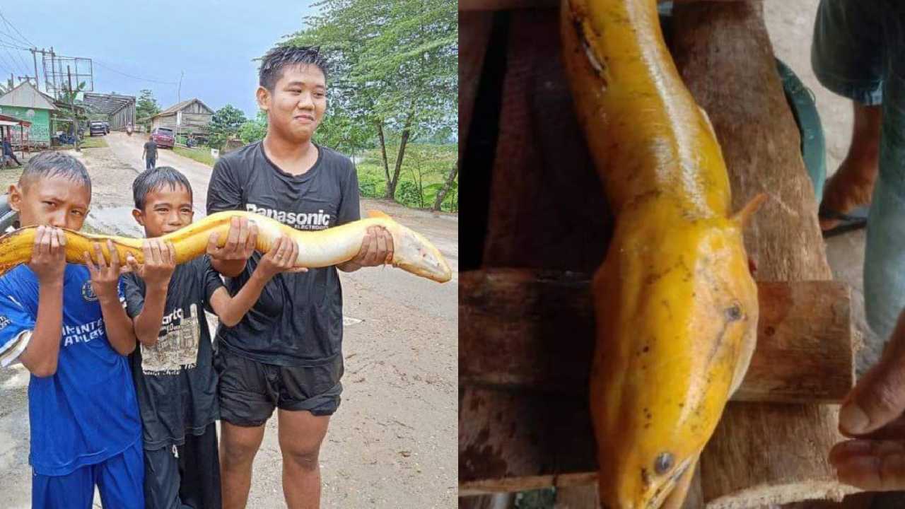 Bikin Geger: Sidat Emas Ditemukan Warga di Sungai Rawa Aopa Konawe Selatan