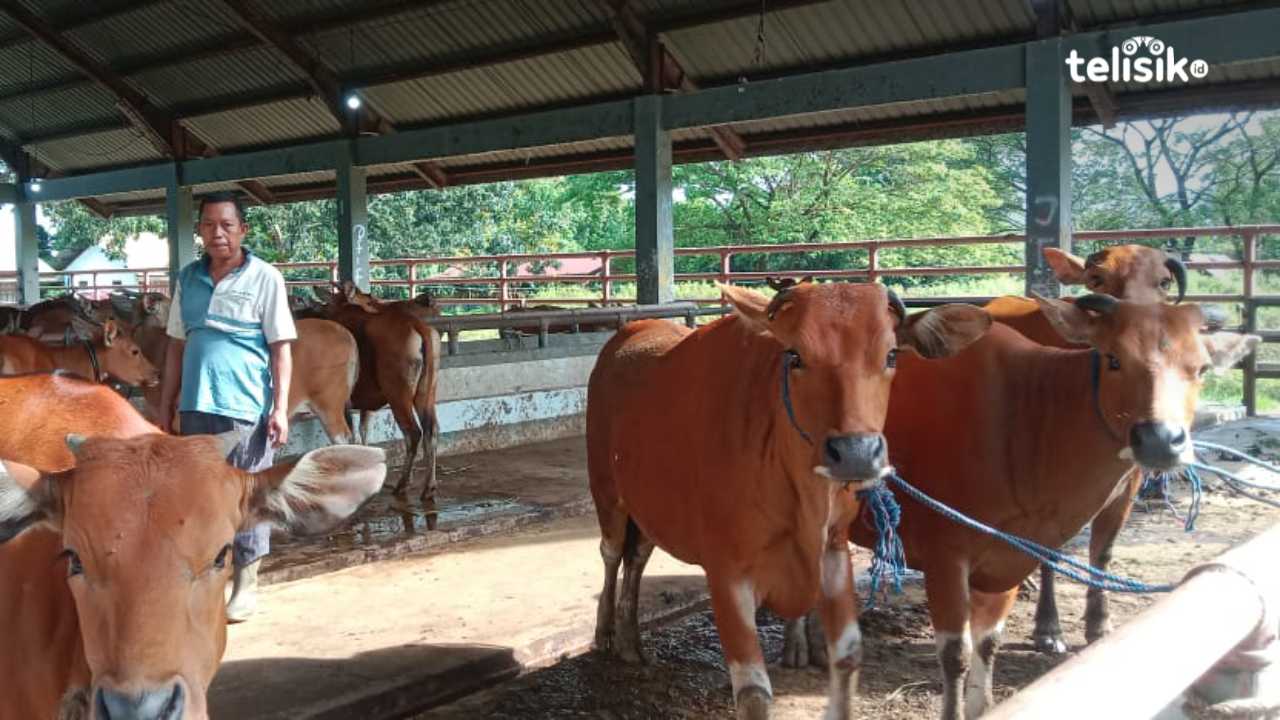Penyembelihan Hewan Qurban di UPTD RPH Kendari Terbuka untuk Umum, Asal Memenuhi Syarat ini