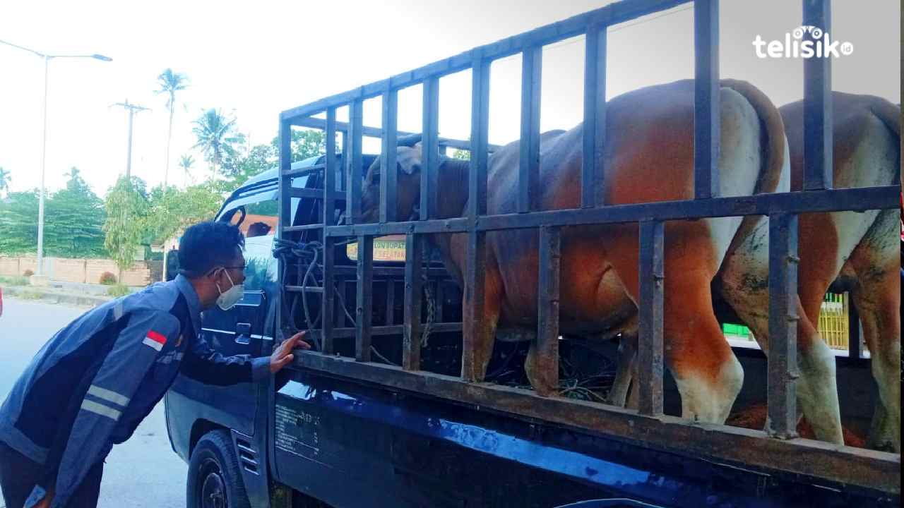 Hewan Kurban Masuk ke Konawe Selatan Dapat Pengawas Ketat, Antisipasi Penyakit Menular