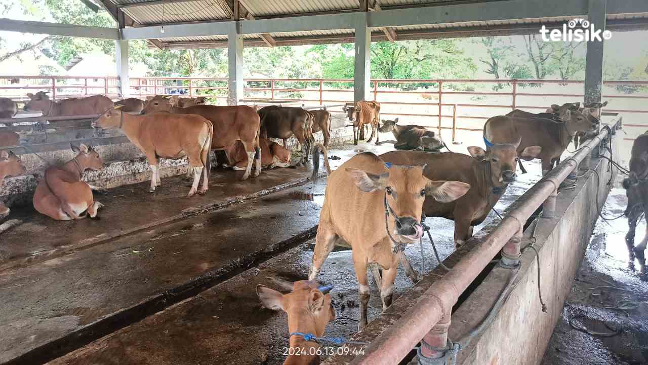 Menyembelih Sapi ini Bakal Disanksi Penjara dan Denda Ratusan Juta