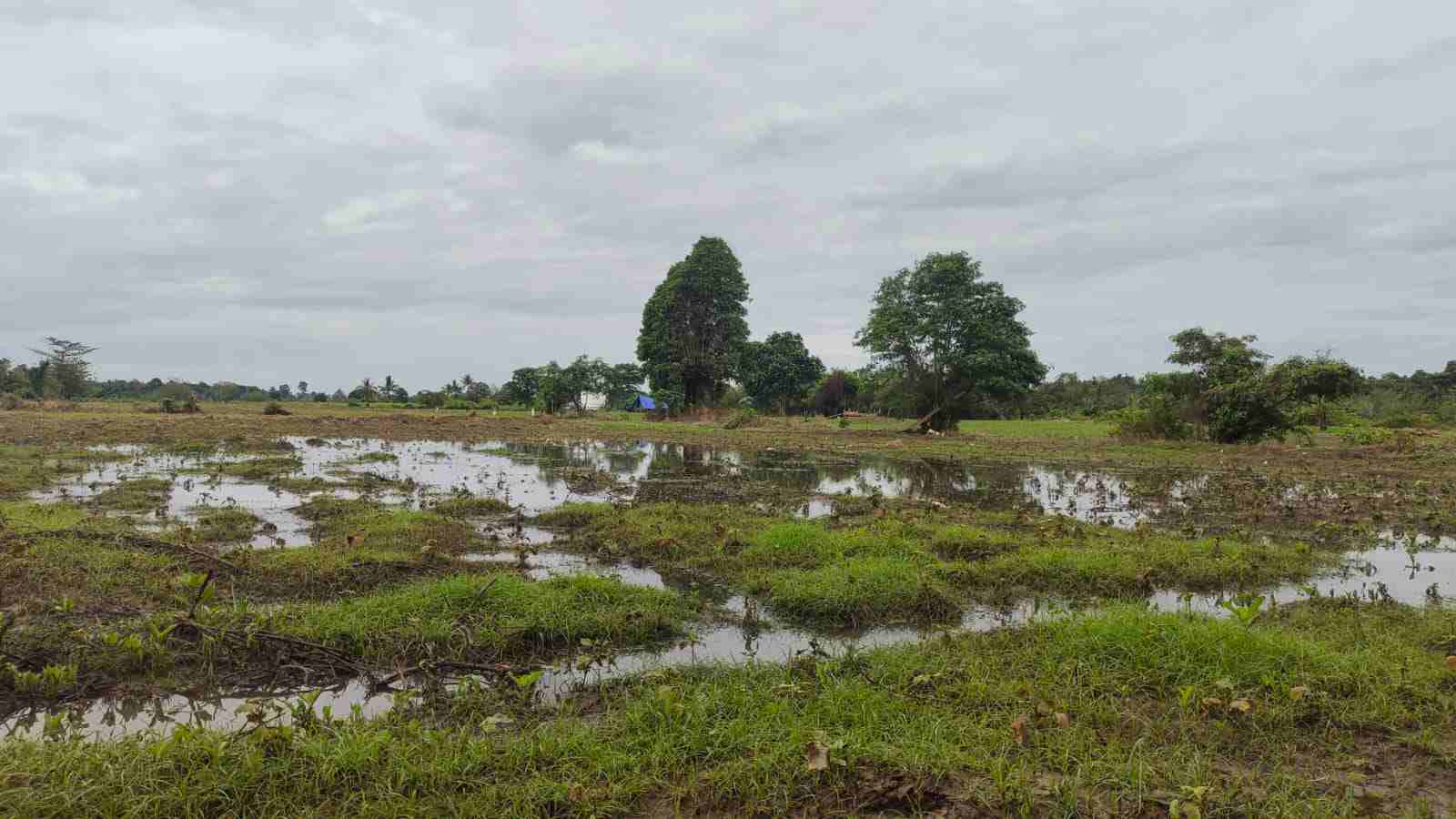 Petani Nilam di Muna Barat Alami Gagal Panen