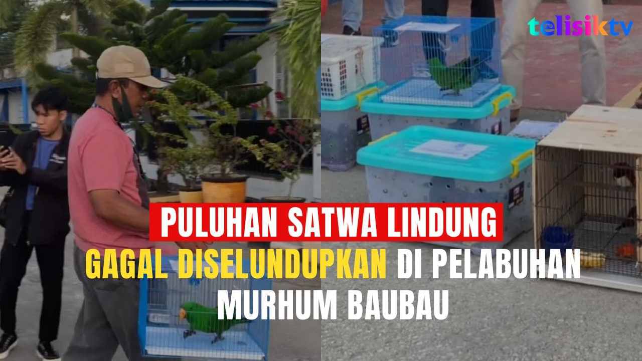 TELISIKTV: Puluhan Satwa Lindung Gagal Diselundupkan di Pelabuhan Murhum Baubau