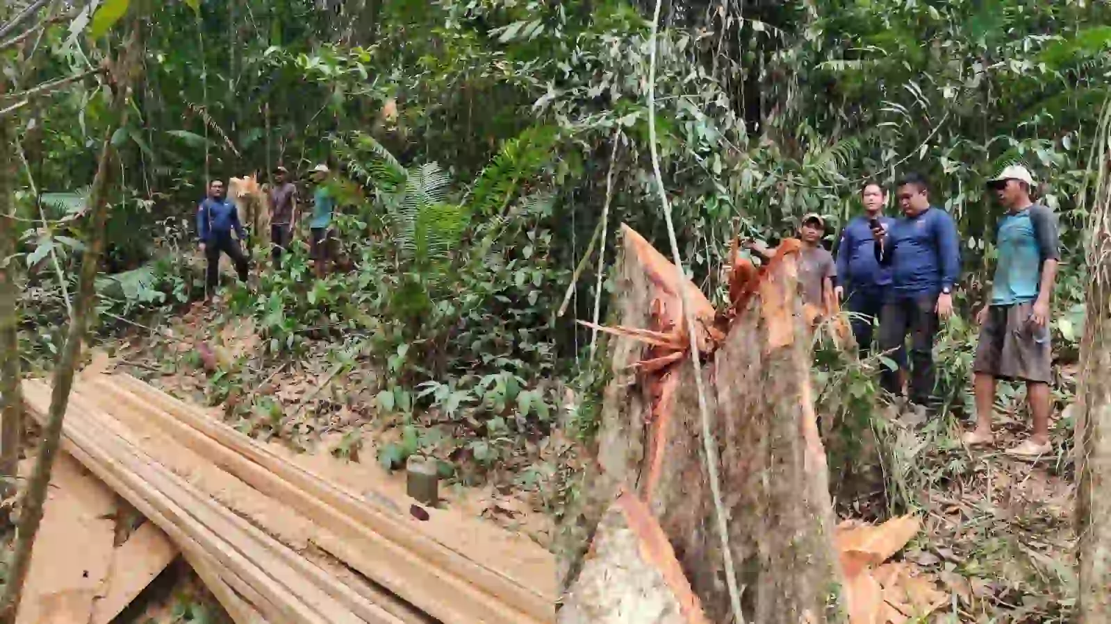 Ditreskrimsus Polda Sultra Gerebek Aktivitas Pembalakan Liar di Kawasan HPT