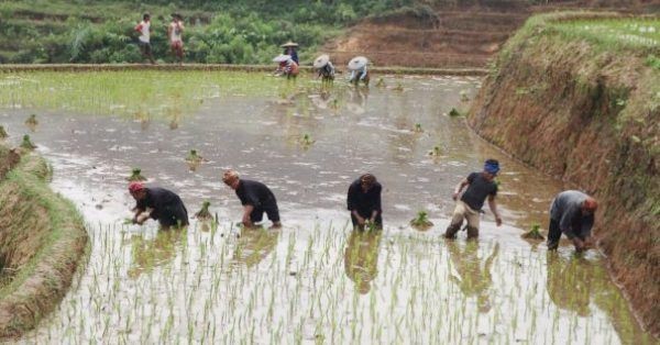 Desa Ini Punya Cadangan Makanan hingga 95 Tahun, Dapur Menyala 24 Jam