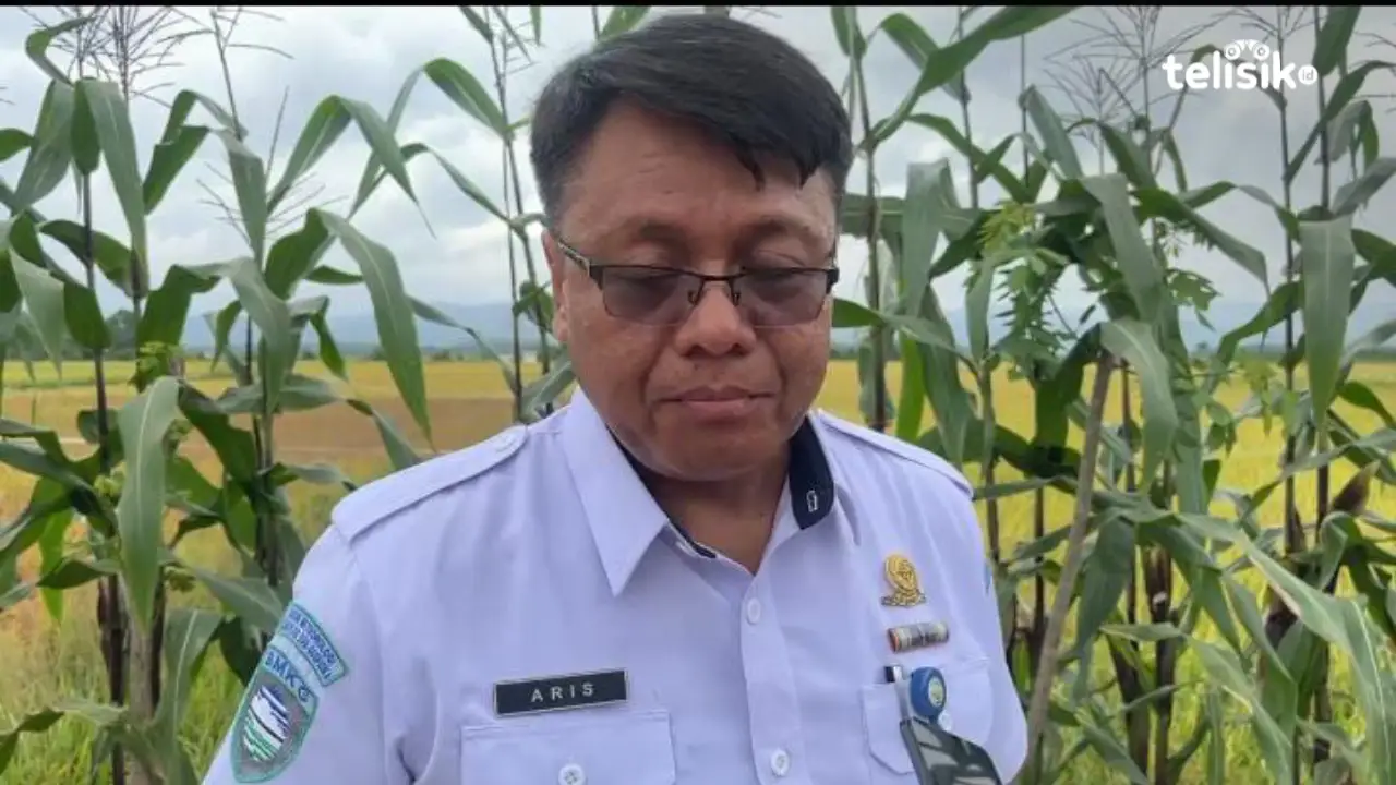 Musim Kemarau Basah Berkat La Nina Lemah, Petani Untung Besar