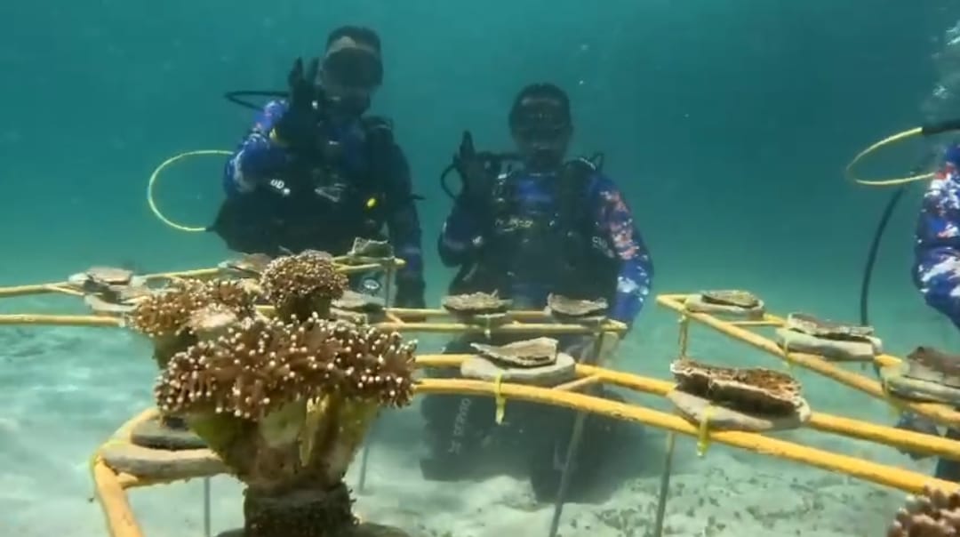 Ditpolairud Polda Sultra Libatkan Tim Scuba Diving UHO dan UMK Transplantasi Terumbu Karang